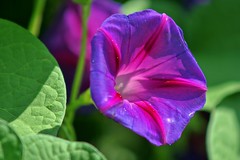 228/365: Tuesday, August 16, 2011: Purple, Tall, or Common Morning Glory (Ipomoea purpurea)