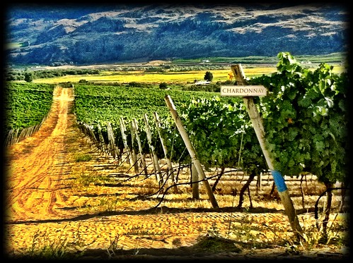 vineyard wine