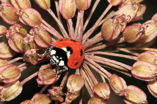 7-Spot Ladybird 1989