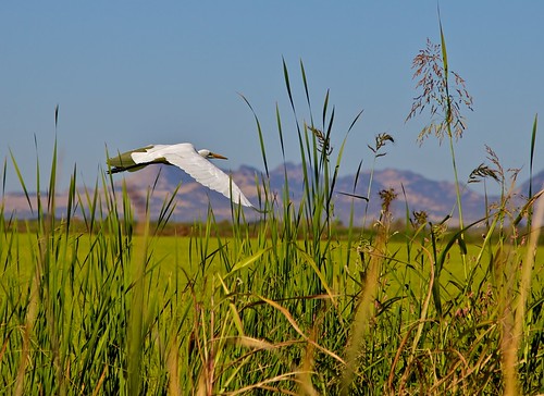bird birds inflight wildlife ricefields egret yubacity egrets 24105l egretsinflight egretscollection