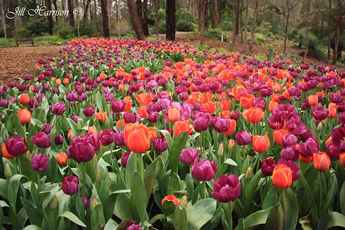 flowers orange garden spring purple tulips