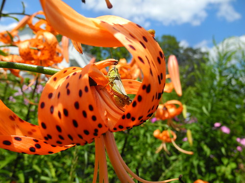 summer orange ny newyork flower rural garden farm grasshopper 2011 harpursville