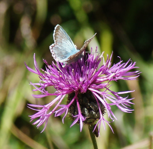 blue holiday flower butterfly insect spain asturias lepidoptera chalkhillblue poladesomiedo lagodelacueva polyommatuscoridon chalkhillbluebutterfly spainsbigthree polyommatuscoridonsspasturiensis