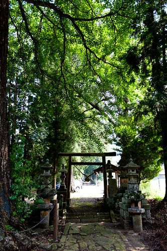 history japan ginkgo shrine 日本 神社 イチョウ tochigi 歴史 栃木 gianttrees 巨木 名木 那珂川町 nakagawatown
