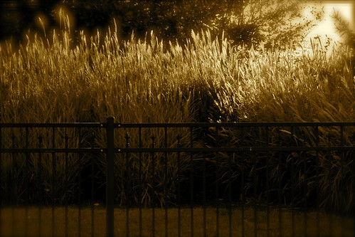 ohio summer sun grass metal fence evening rays ornamental slanting tamron70300 glenwoodgardens