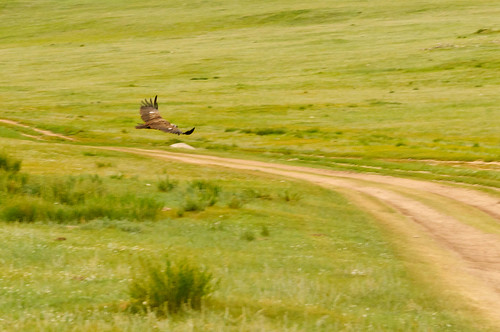 birds animals asia eagle mongolia mng naturelandscape