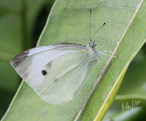 ny newyork macro canon butterfly adirondacks 7d upstatenewyork paulsmithscollege uppersaranaclake mygearandme ringexcellence 100mmmacrof28lisusm