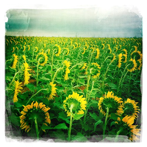 west field texas crop sunflowers