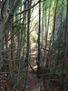 Régime minceur obligatoire dans les bois de pins de Cuperchjata