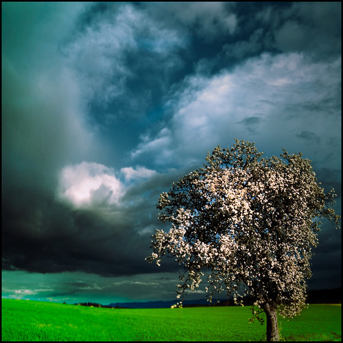 light sky france flower tree clouds landscape nikon visionqualitygroup 0904170135 paulsiemen