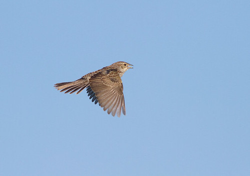 bird colorado cassinssparrow aimophilacassinii