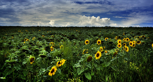 pa dubois sunflowerfield