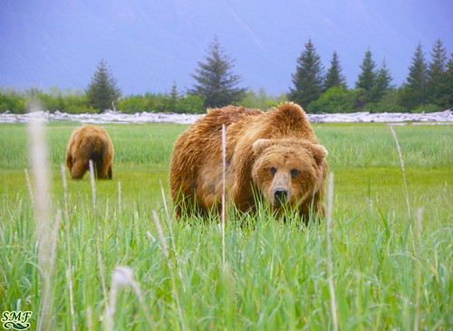 bear brown up grass alaska close staring kodiak katmai
