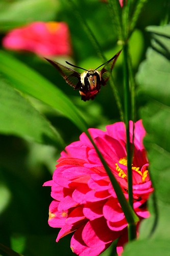 pink flower flying tn tennessee flight grand junction bee