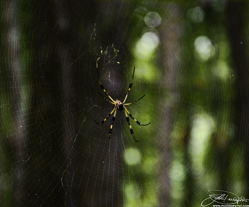 nature spiders bigspider swampspider creepyspiders