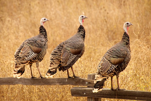 Turkeys on the Fence in Santa Teresa County Park