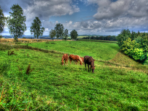 trees horses grass landscape landschaft pferde neuwied bäume