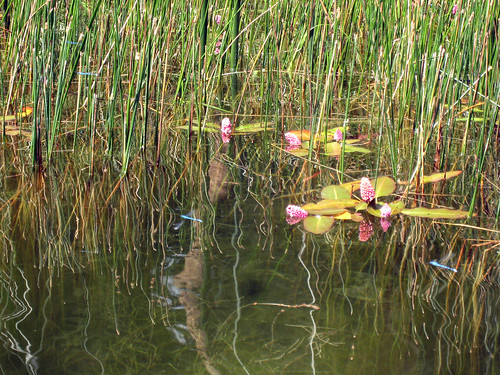 pink flowers blue washington kayak dragonfly paddling beaverlake okanogancounty chesawroad