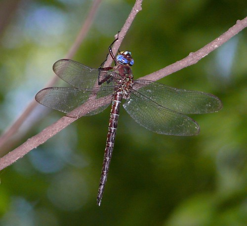 oklahoma dragonfly odonata mccurtaincounty aeschnidae cyranodarner nasiaeschnapentacantha redsloughwma