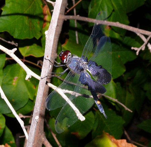 dragonfly kansas odonata libellulidae blacksaddlebags tramealacerata barbercounty cavepark barbercountypark