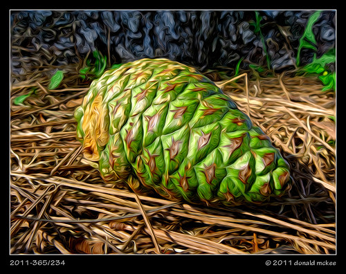 ca green us sanjose pinecone oilpaint dominantcolor dominantcolour project365 dailyshoot pixelbender pixelbenderoilpaint 3652011 ds645 2011365aug