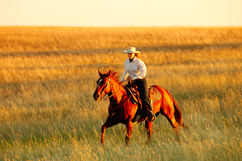 life ranch light red sky horse woman sunlight motion west girl beautiful field grass yellow horizontal female rural america hair fun outdoors golden countryside cowboy montana afternoon mt unitedstates action feminine longhair meadow fast sunny clear crosscountry riding pasture havre western rodeo late recreation prairie copyspace cowgirl sideview majestic cowboyhat equestrian horseback trot stallion saddle canter quickly oldfashioned ambling gallop ranching quarterhorse grassy horseride sorrel gait greatplains longshadows travelphotography guestranch colorimage quadruped beautyinnature horizonoverland toddklassy