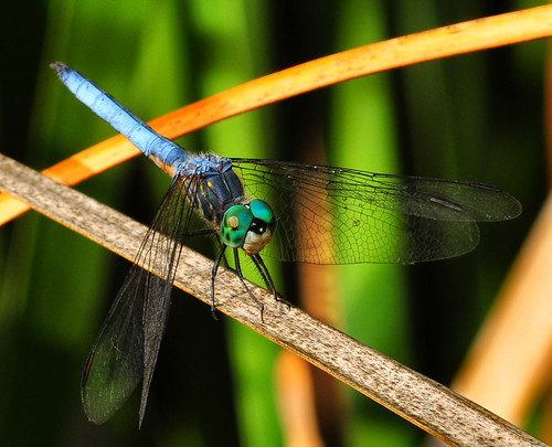 blue color male nature insect colorful dragonfly flash insects naturalbeauty dasher naturephotography macrophotography odonata anisoptera bluedragonfly offcameraflash epiprocta dasherwestern westerndasher
