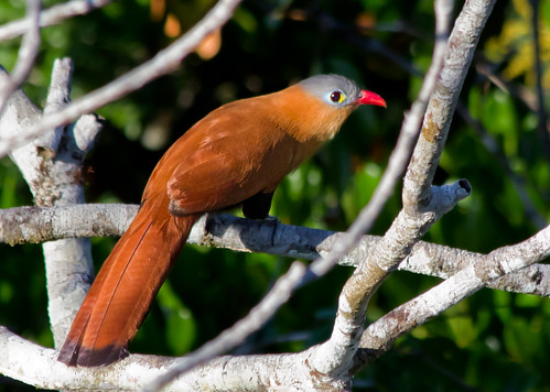 wild nature birds animals amazon natureza aves bichos animais pássaros selvagem amazônia piayamelanogaster