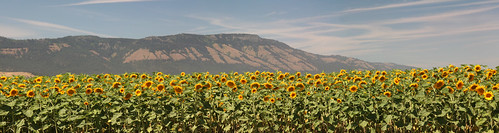 panorama usa mountain oregon unitedstates sunflowers lagrande desktopbg