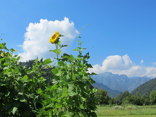 summer italy mountain clouds landscape beans view sunflower bergamo vegetablegarden piazzolo orobicalps brembanavalley