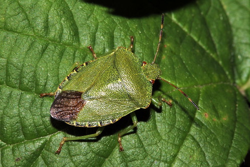 Green Shieldbug 0943