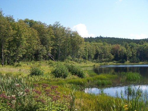 forest pond state mallet andyarthur