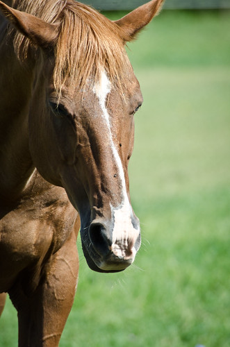 portrait horse animal nikon equine d7000 mygearandme mygearandmepremium mygearandmebronze