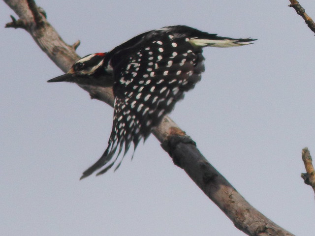Hairy Woodpecker in flight 20110817