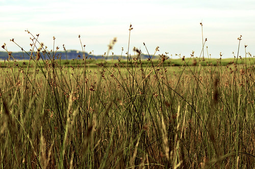 new canada grass island nikon afternoon grand brunswick marsh nikkor 70300mm manan castalia d5000 nikond5000