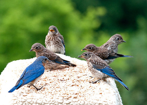 bluebirds topshots juveniles specanimal natureselegantshots flickrsportal