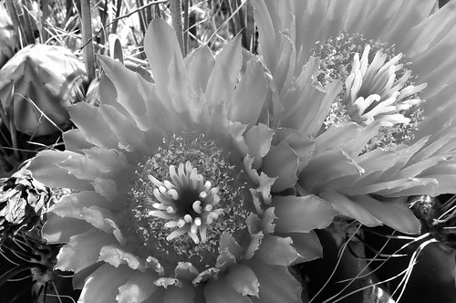 cactus blackandwhite bw texture floral contrast blackwhite petals blossom barrel stamen bloom spines depth barrelcactus cactusblossom cactusbloom