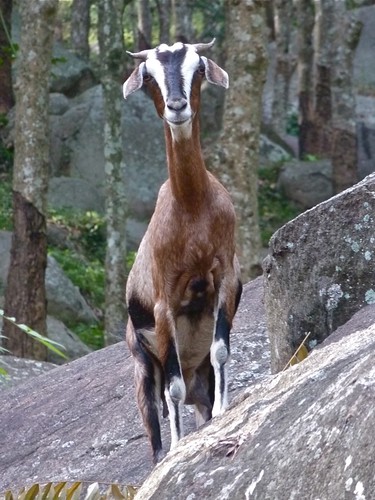 nature animal rock landscape goat srilanka kambing alam perky binatang monaragala