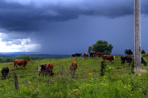 cloud storm rural cow cattle farm iowa farmland agriculture hdr