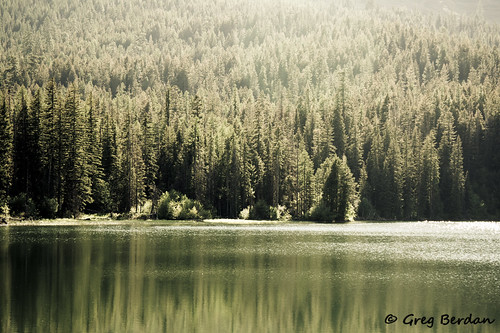 reflection green water pine forest lodgepole odc2