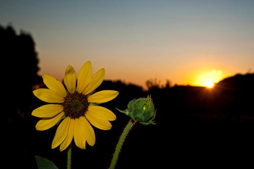 sunset nikon idaho boise sunflower d700