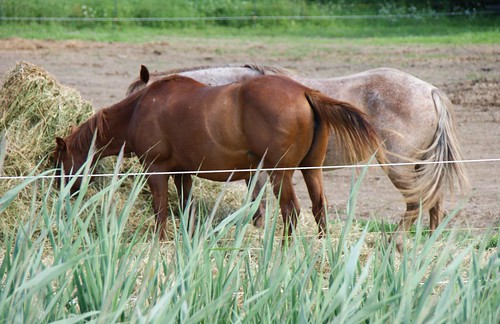 summer horses