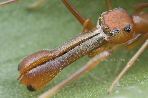Ant mimic jumping spider Myrmarachne plataleoides male IMG_8850 copy