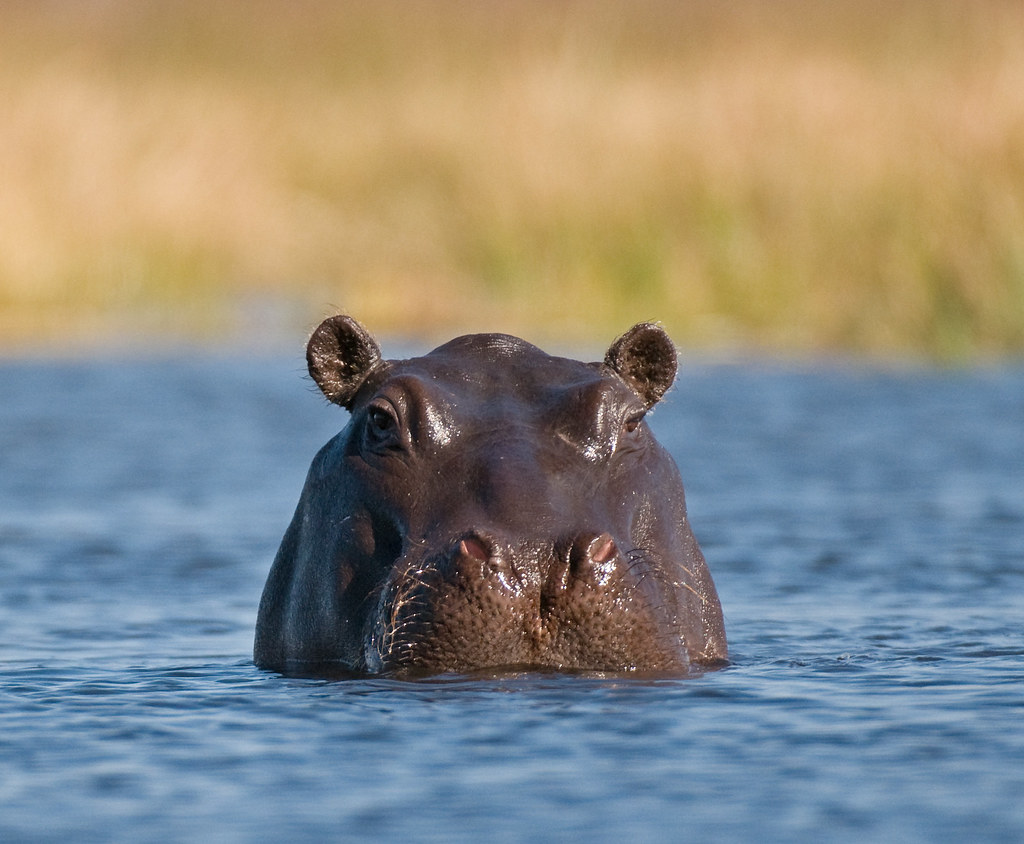 wild republic hippo