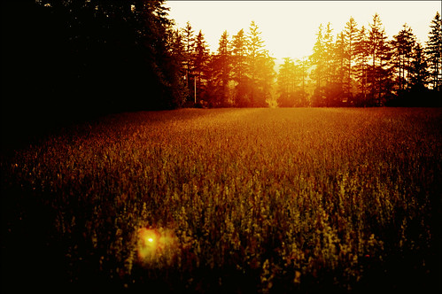 sunset summer field nikon joyce mitchell nikkor d90 1755mm