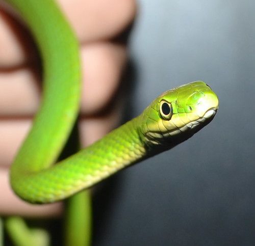 green eye hand snake