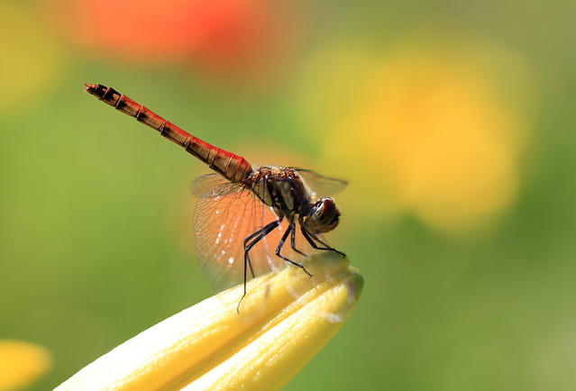 Dragonfly / 蜻蛉(とんぼ)