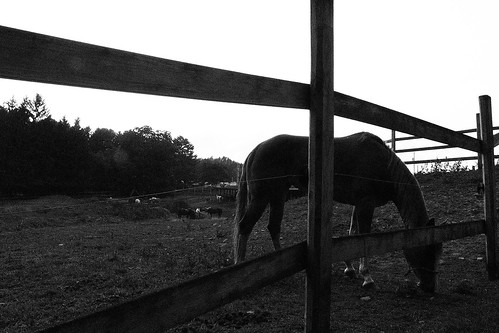 sunset summer blackandwhite bw horse pennsylvania august stables woodfence cookforest