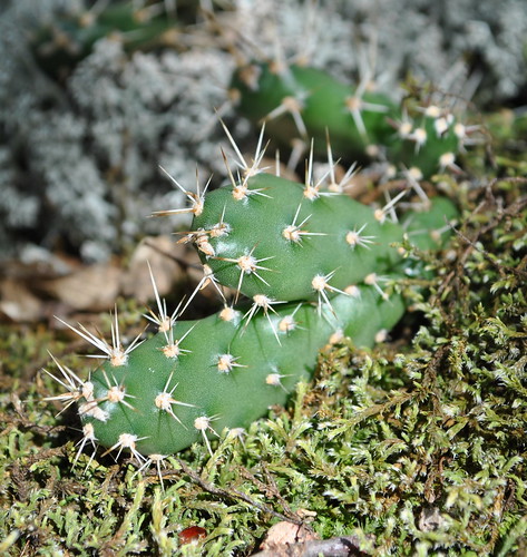 cactus wisconsin opuntia opuntiafragilis wisconsinstatenaturalarea