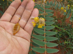 Fabaceae>Senna notabilis Cockroach Bush DSCF4261